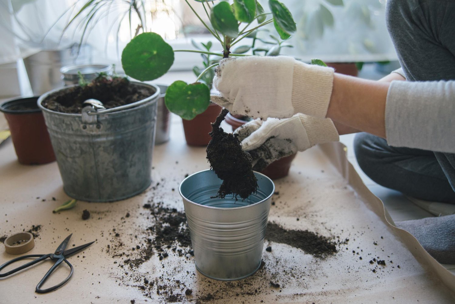 Theconsumerlink.com Dollar Tree DIY Planters Affordable and Creative Ways to Display Your Plants