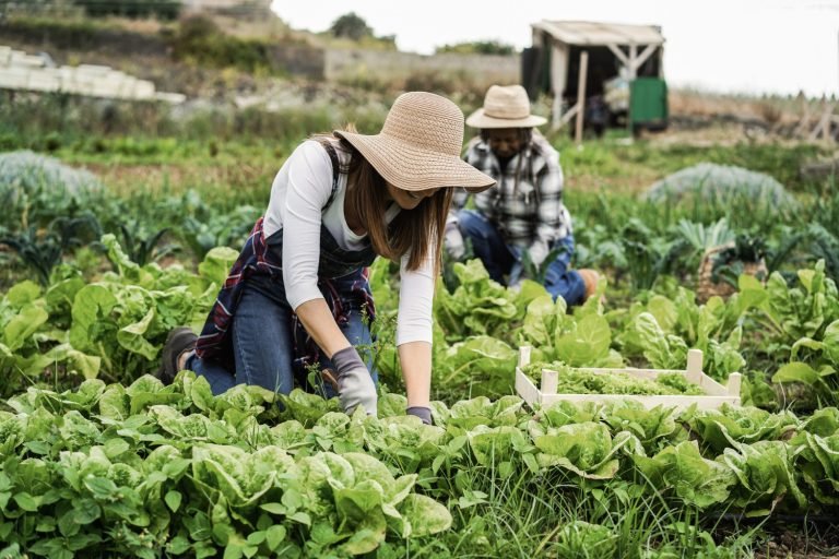 Organic Food Gardening Beginner Manual: A Clear and Knowledgeable Guide