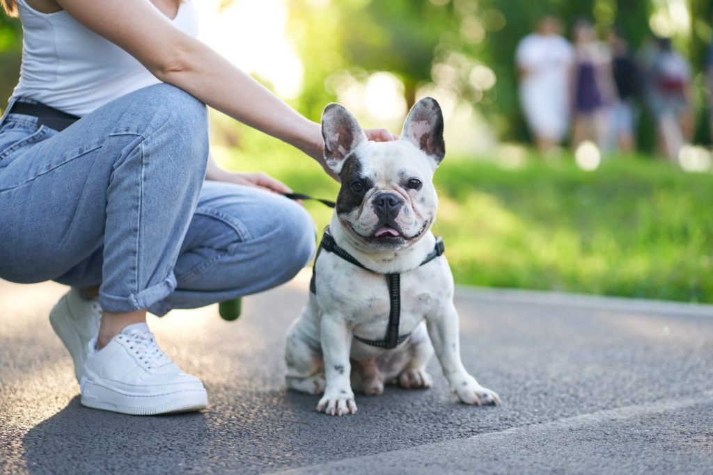 Theconsumerlink.com Best Dog Training Techniques for a Well Behaved Pup